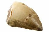 Fossil Mosasaur (Thalassotitan) Tooth - Morocco #341476-1